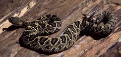 Eastern Diamondback Rattlesnake