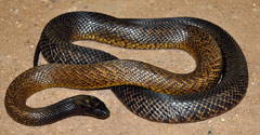 Fierce Snake or Inland Taipan