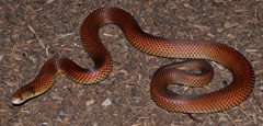 King Brown Snake