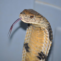 Most Venomous Snakes World S Deadliest Snake Reptile Gardens