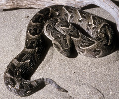 Puff Adder