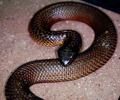 Tiger Snake