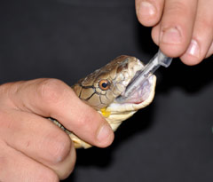Image of a man holding a snake by its head and a small yellow drop of venom is coming out the side of the snakes open mouth.