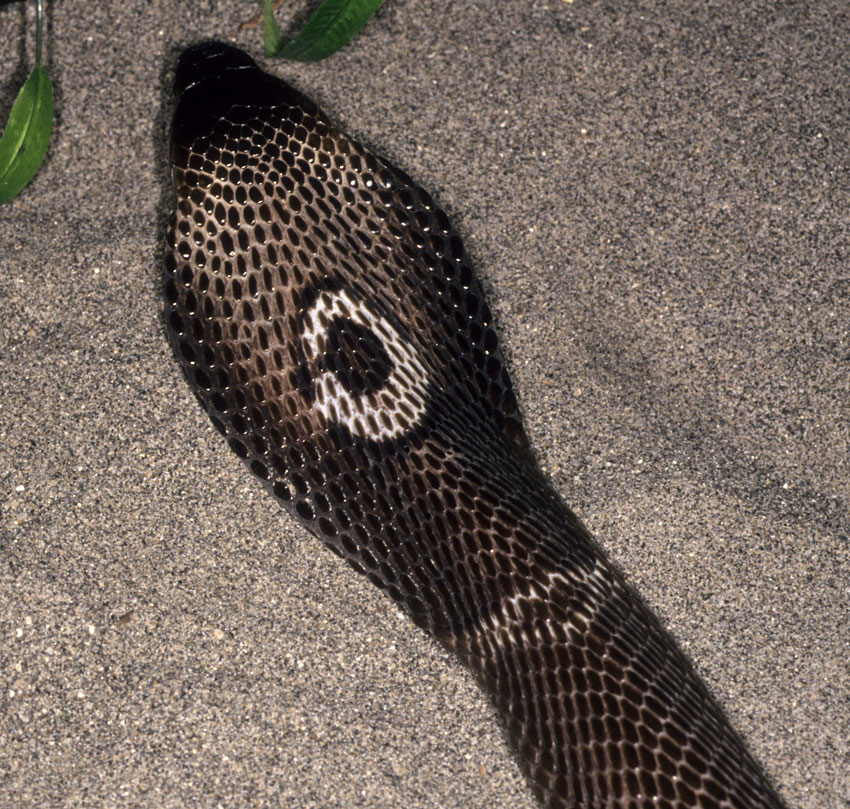 Deadliest Snake in the World