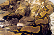 Image of a non-venomous snake.