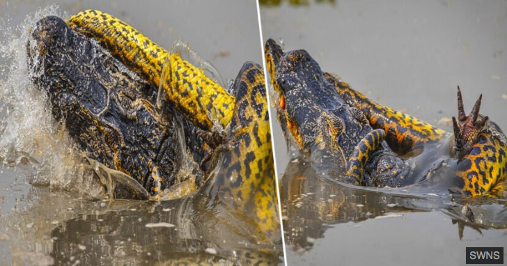 Image of an anaconda wrapped around a caiman, photo by Kevin Dooley