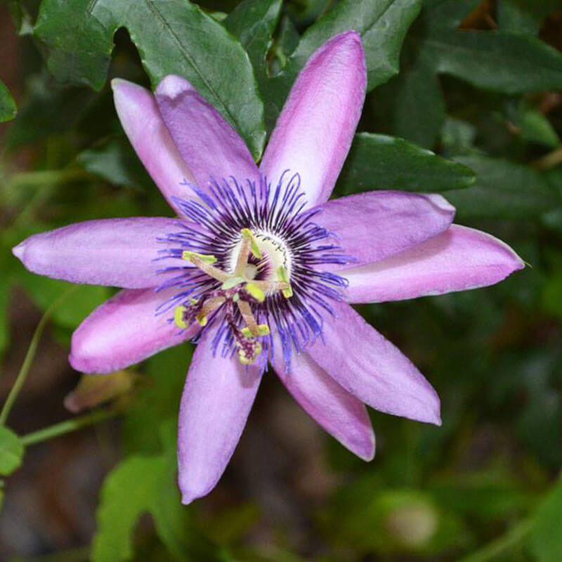 Image of a Passion Fruit flower.