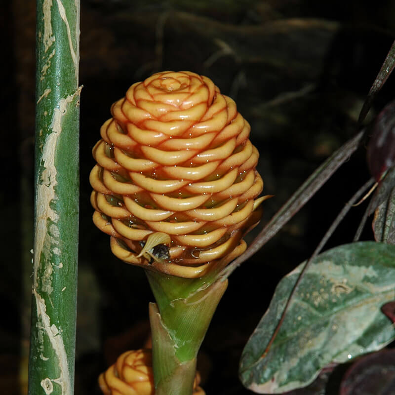 Image of a Torch Ginger.