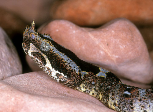 rhino viper