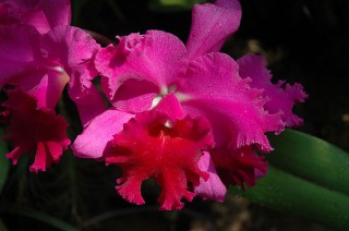 Reptile Gardens Catt flower