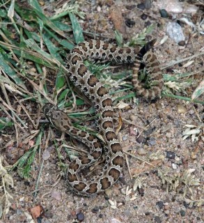 Young Prairie Rattlesnake