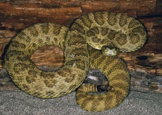 A large Prairie Rattlesnake