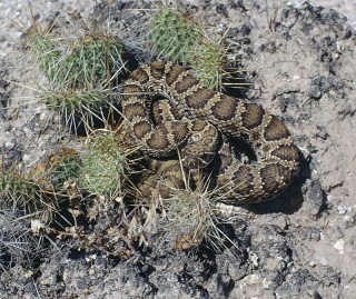 Photographed in the Badlands by Earl Brockelsby.