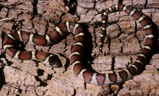 Pale Milksnake