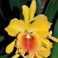 Cattleya2