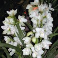 Cymbidium2