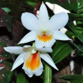 Dendrobium