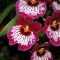 Miltonia