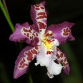 Oncidium