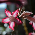 Impala Lily