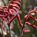 kangaroo paw