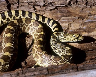 Bullsnake