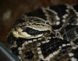 Eastern Diamondback Rattlesnake