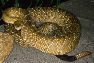 Mexican West Coast Rattlesnake