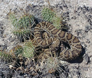 Prairie Rattlesnake photographed in the Badlands
