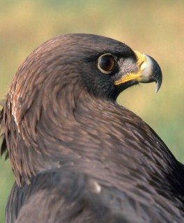 eagle1