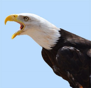 eagle4
