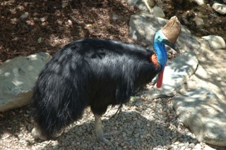 Cassowary