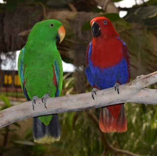 Eclectus