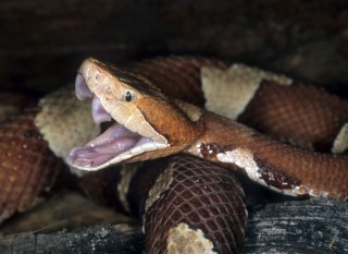 Copperhead