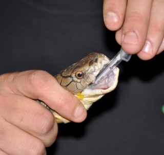 This King Cobra is getting a dose of medication. Notice the large drop of venom.